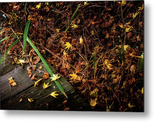 Tree Metal Print featuring the photograph Renewal Comes by Christopher Maxum