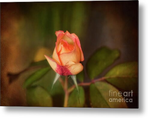 Rose Metal Print featuring the photograph Renissance Rose by Joan Bertucci