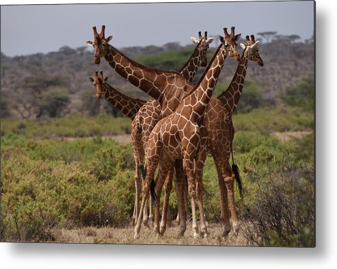 Africa Metal Print featuring the photograph Reticulated Giraffes Samburu by Steve Somerville