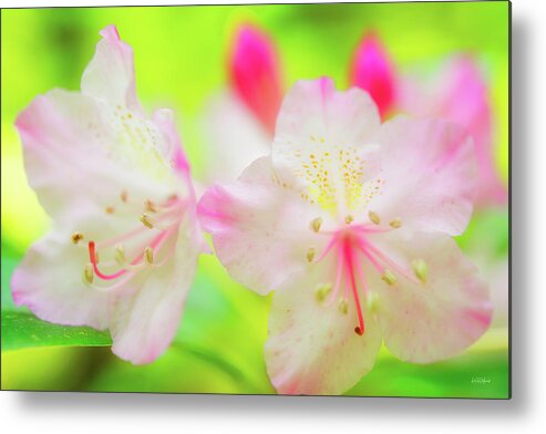 Nature Metal Print featuring the photograph Rhododendron 5 by Leland D Howard