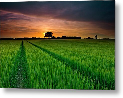 Scenics Metal Print featuring the photograph Rice Field At Sunrise by Andreas Jones