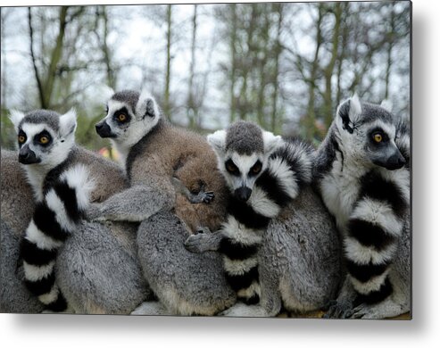 In A Row Metal Print featuring the photograph Ring Tailed Lemurs In Row by Photography Philip Appleyard