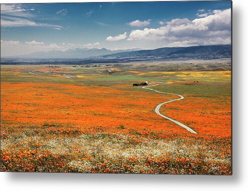 Antelope Valley Poppy Reserve Metal Print featuring the photograph Road Through The Wildflowers by Endre Balogh