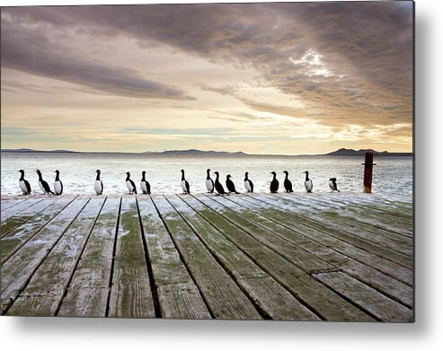 In A Row Metal Print featuring the photograph Rock Shags Phalacrocorax Magellanicus by Steve Allen