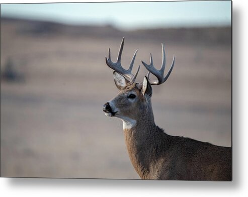 Deer Metal Print featuring the photograph Rocky Mountain Deer by Philip Rodgers