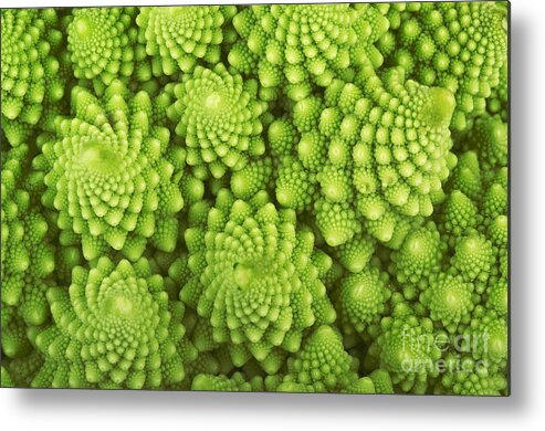 Romanesque Metal Print featuring the photograph Roman Broccoli Isolated On White by O.bellini