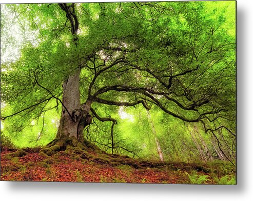 Taymouth Estate Metal Print featuring the photograph Roots of Taymouth Estate - Scotland - Beech Tree by Jason Politte