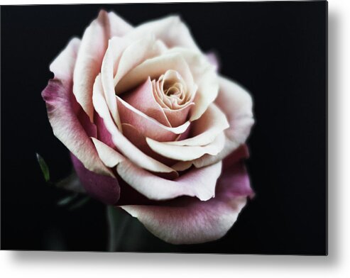 Rose Metal Print featuring the photograph Rose 5119 by Pamela S Eaton-Ford