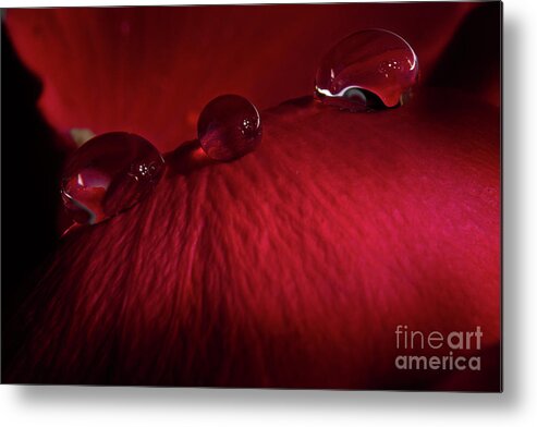 Rose Metal Print featuring the photograph Rose Petal Droplets by Mike Eingle