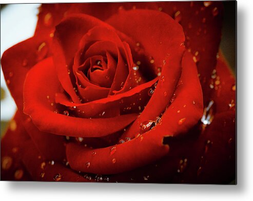 Rose Metal Print featuring the photograph Roses are red by Jay Binkly