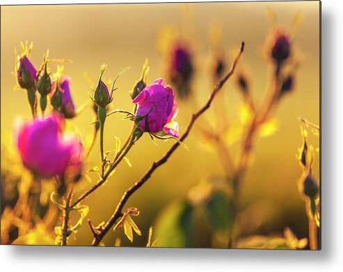 Bulgaria Metal Print featuring the photograph Roses In Gold by Evgeni Dinev