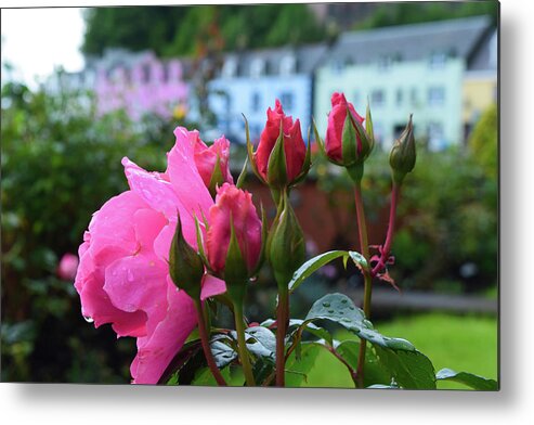 Rose Metal Print featuring the photograph Roses in Portree by Bonny Puckett