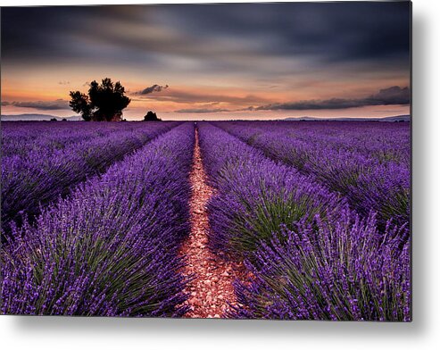Landscape Metal Print featuring the photograph Rows of happiness by Jorge Maia