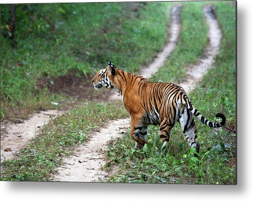 Grass Metal Print featuring the photograph Royal Bengal Tiger In Kanha National by Partha Pal