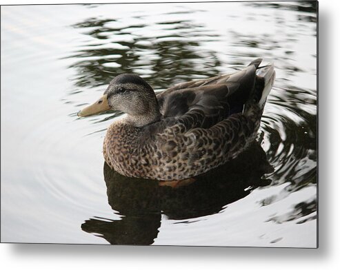 Duck Metal Print featuring the photograph Royal Duck by Laura Smith