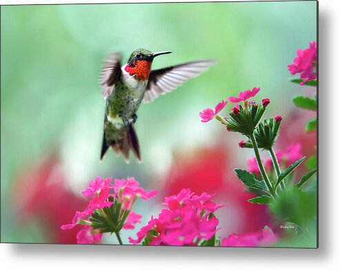 Hummingbird Metal Print featuring the photograph Ruby Garden Jewel by Christina Rollo