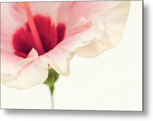 Macro Metal Print featuring the photograph Ruffled Edge by Ginger Stein