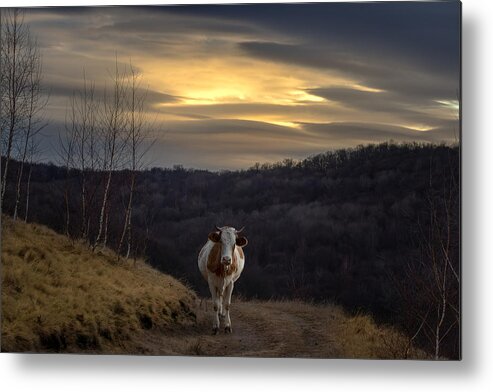 Cow Metal Print featuring the photograph Rural by Vio Oprea