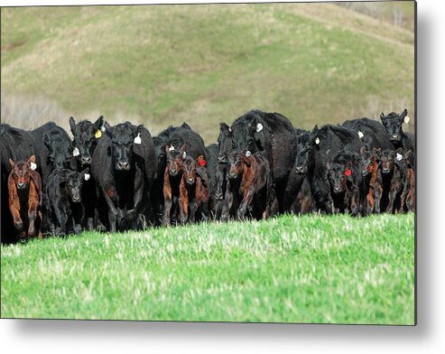 Herd Metal Print featuring the photograph Rushing Angus by Todd Klassy