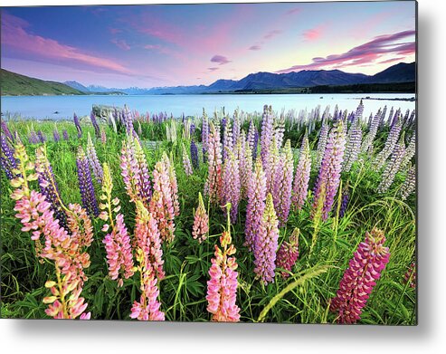 Tranquility Metal Print featuring the photograph Russel Lupines At Lake Tekapo by Atomiczen