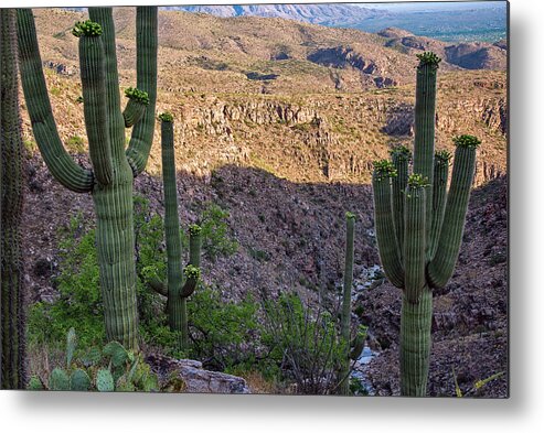 Catalina Mountains Metal Print featuring the photograph Saguaro Cactus Hillside by Dave Dilli