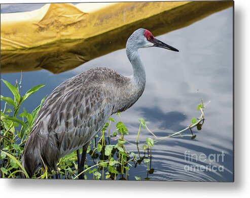 Animals In The Wild Metal Print featuring the photograph Sandhill Crane by Suzanna Ruby