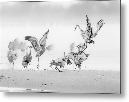 Crane Metal Print featuring the photograph Sandhill Cranes In Morning by Jun Zuo