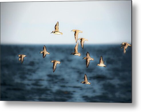 Birds Metal Print featuring the photograph Sandpipers in Flight by Karen Smale
