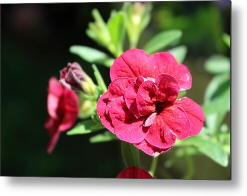 Geranium Metal Print featuring the photograph Scarlet Geranium in Cape May by Christopher Lotito