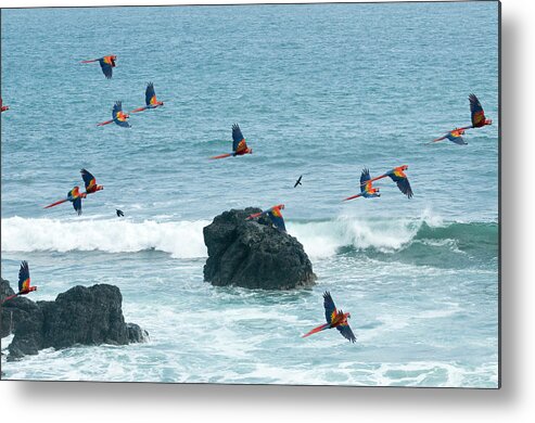 Parrot Metal Print featuring the photograph Scarlet Macaw Ara Macao Flying Along by Gerard Soury