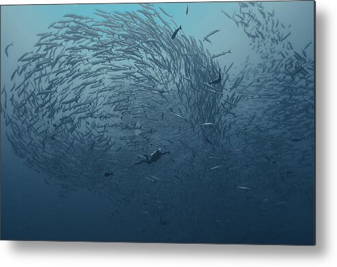 Underwater Metal Print featuring the photograph School Fish by Dmitriy Yevtushyk