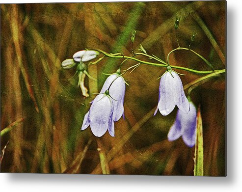 Scotland Metal Print featuring the photograph SCOTLAND. Loch Rannoch. Harebells In The Grass. by Lachlan Main