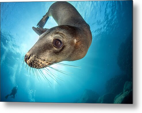 Sea Metal Print featuring the photograph Sea Lion by Andrea Izzotti