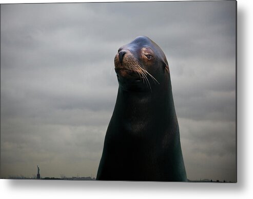 Out Of Context Metal Print featuring the photograph Sea Lion, Portrait by Thomas Jackson