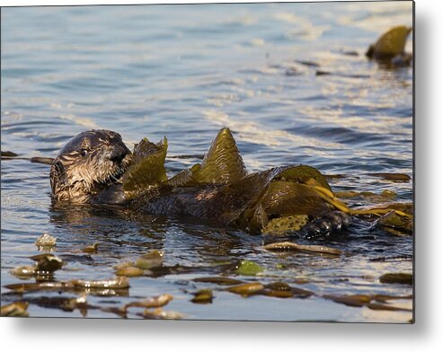 Animal Themes Metal Print featuring the photograph Sea Otter Enhydra Lutris Pup In Kelp by Michael Mike L. Baird Flickr.bairdphotos.com