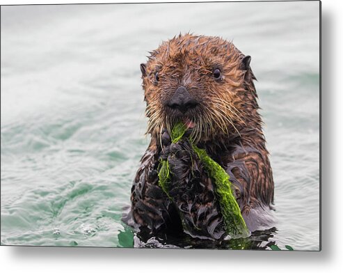 Sebastian Kennerknecht Metal Print featuring the photograph Sea Otter Pup Playing With Seaweed by Sebastian Kennerknecht