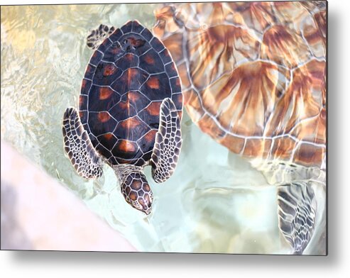 Underwater Metal Print featuring the photograph Sea Turtle by Alyssa B. Young