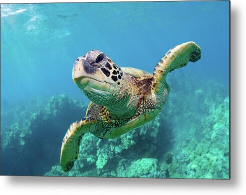Underwater Metal Print featuring the photograph Sea Turtle, Hawaii by M Swiet Productions