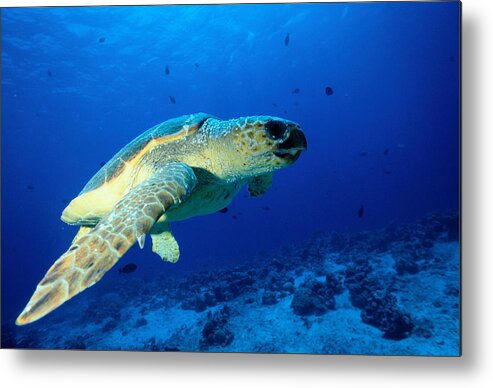 Underwater Metal Print featuring the photograph Sea Turtle by Ken Usami