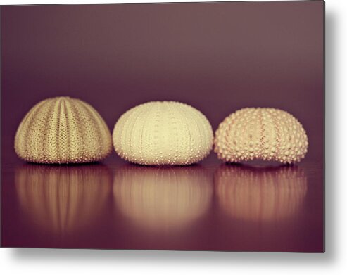Sea Urchin Metal Print featuring the photograph Sea Urchin Shell by Amelia Kay Photography