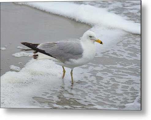 Seagull Metal Print featuring the photograph Seagull and Sea Foam by Cate Franklyn