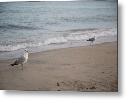 Seagulls Metal Print featuring the photograph Seagulls at Misquamicut by Kirkodd Photography Of New England