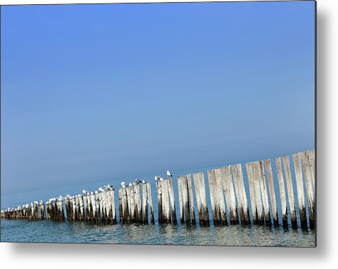 Pole Metal Print featuring the photograph Seagulls On A Wooden Breakwater by Gaps