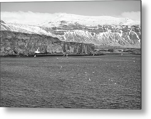 Travelpixpro Metal Print featuring the photograph Seagulls over the Atlantic Backed by Waterfalls and Mountains Iceland Black and White by Shawn O'Brien