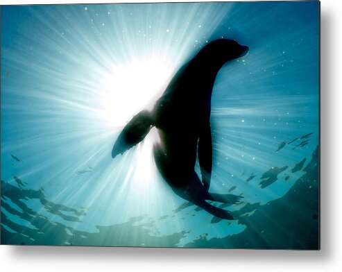 Sea Metal Print featuring the photograph Sealhouette by Andrea Izzotti