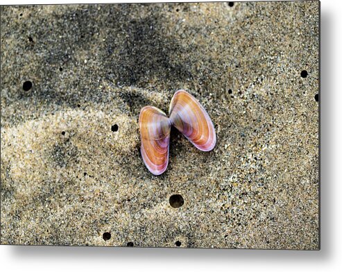Sea Shell Metal Print featuring the photograph Landscape Photography - Beaches by Amelia Pearn