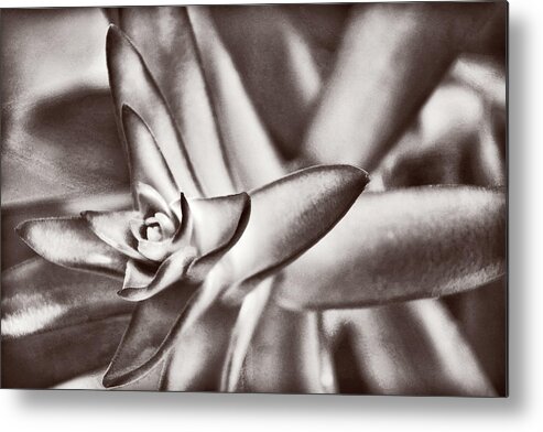 Succulent Metal Print featuring the photograph Sensual Succulent II by Leda Robertson