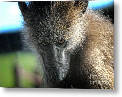 Monkey Metal Print featuring the photograph Serious Macaque Monkey by Doc Braham
