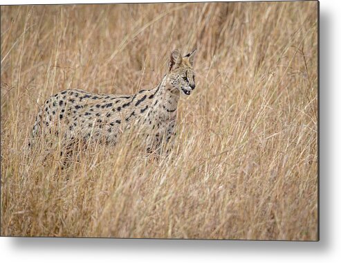 Wildlife Metal Print featuring the photograph Serval Cat In The Tall Red Oat Grass.... by Jeffrey C. Sink
