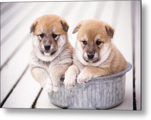 Pets Metal Print featuring the photograph Shiba Inu Puppies In Aluminum Tub by Gyro Photography/amanaimagesrf